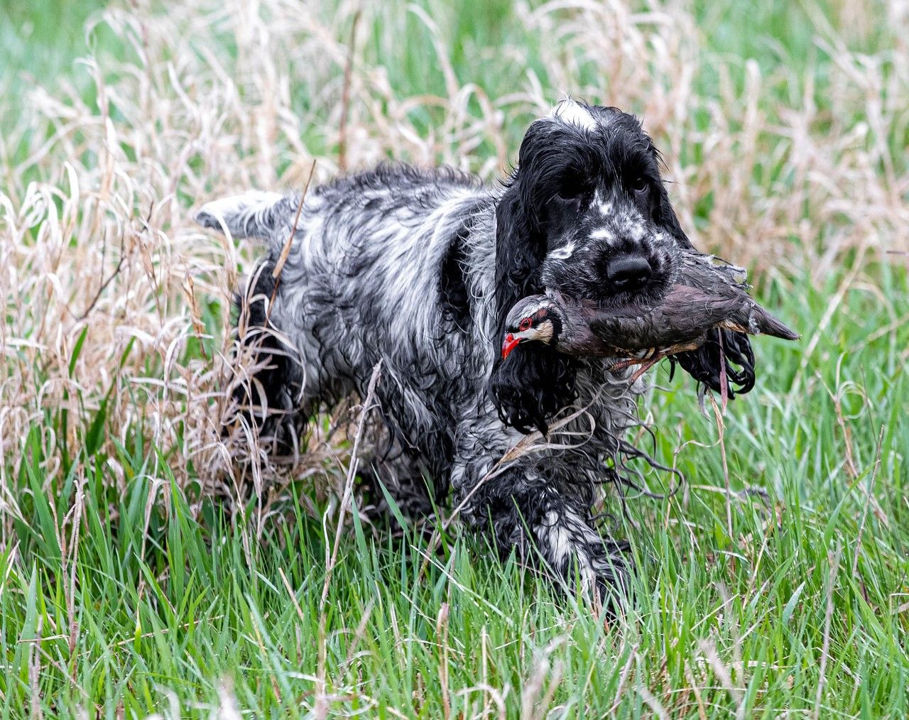 A "Small Package" Gun Dog